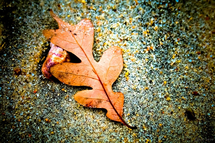 _fallen_leaf