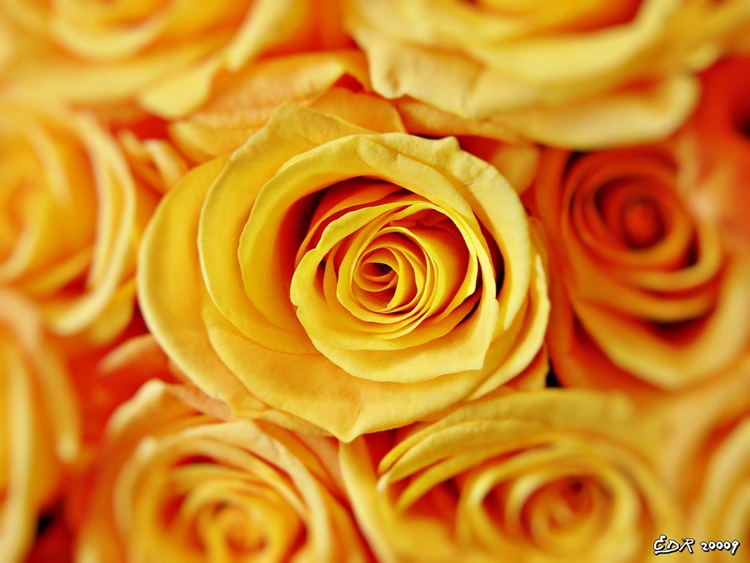 _yellow_roses