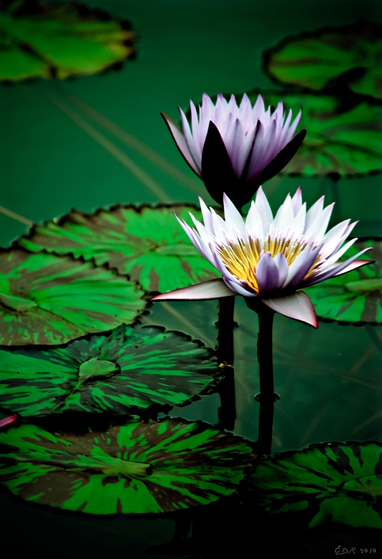 _pretty_water_lily