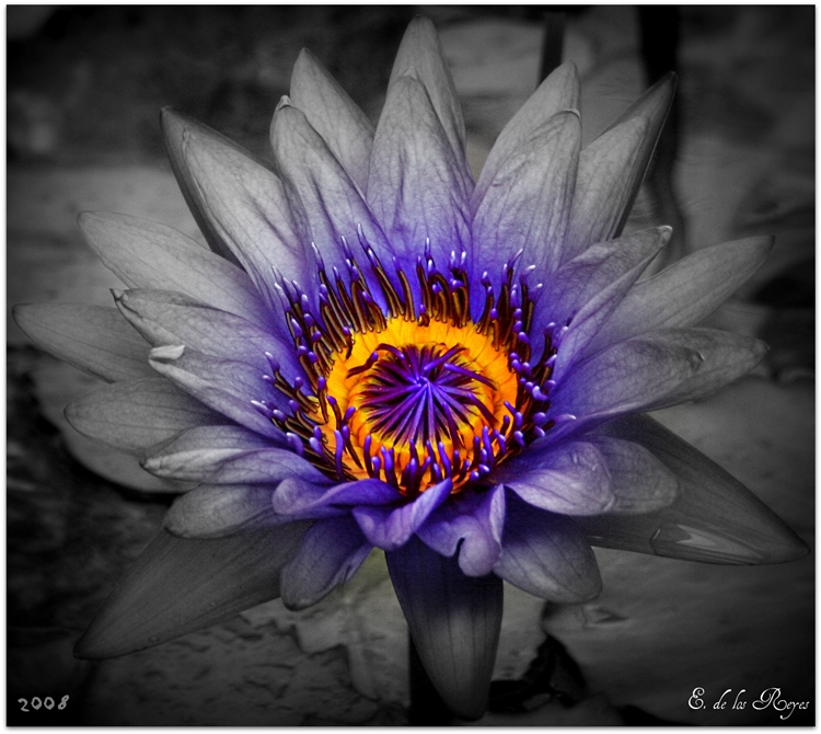 _purple_lotus