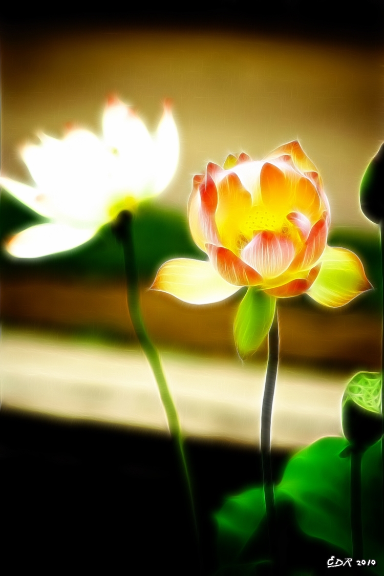 _sig_ok_pink_lotus_bloom2