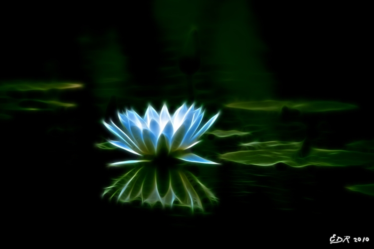 _sig_ok_white_lotus_glow
