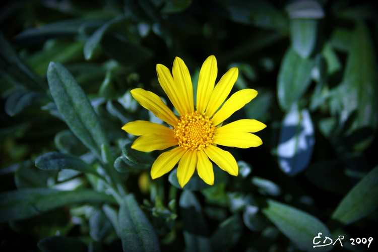 _yellow_daisy