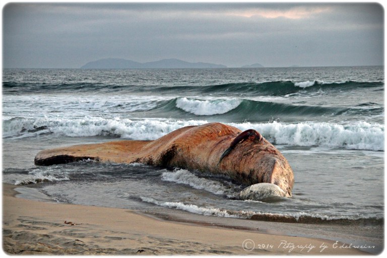IMG_1144_whale_res