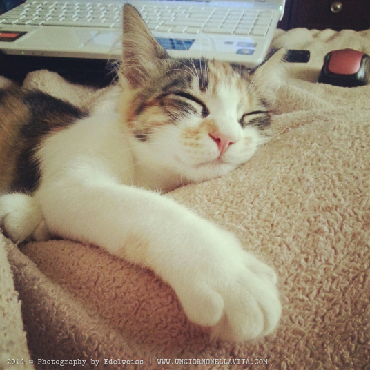 Here's my little Leila napping away in my lap. :D <3