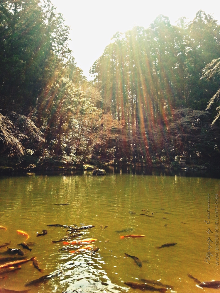 The beautiful Koi (Nishikigoi) Pond at Naritasan Shinshō-ji Temple in Narita, Chiba- Japan.