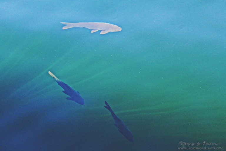 Some of the fishes enjoying the crystal clear waters of Lake Powell. :)