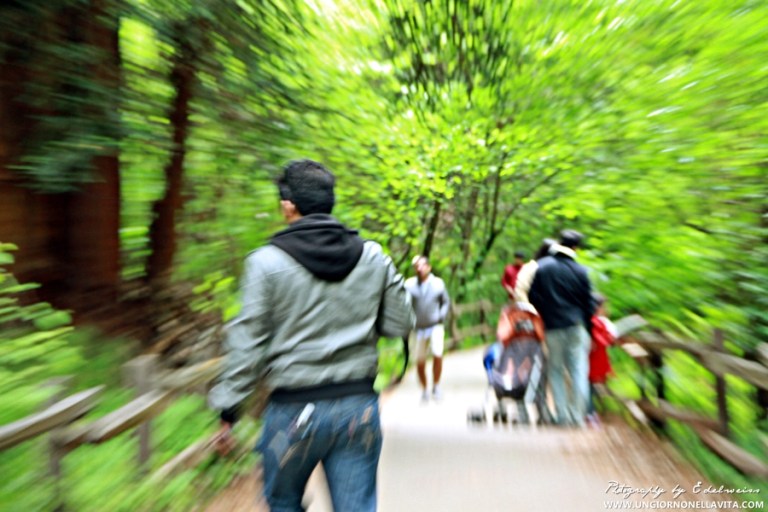 This image was taken two weeks ago when my husband and I were exploring Muir Woods in Marin County. I accidentally pressed the shutter button as I was pointing to him where he should stand so I can take a photo of him. When I looked at the photo, I was pleasantly surprised by the outcome so I decided to keep it. :) 